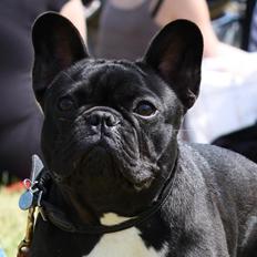 Fransk bulldog Skjoldhøj's Bite of reality    Cody