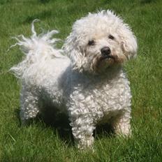 Bichon à poil frisé Nellie Wom Borgwallsee