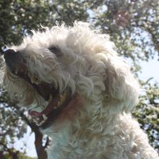 Bichon à poil frisé Nellie Wom Borgwallsee