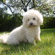 Bichon à poil frisé Nellie Wom Borgwallsee