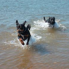 Blanding af racer Tyson (Rottweiler/Berner sennen)