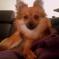 Blanding af racer Chihuahua/Pomeranian - Paco