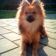 Blanding af racer Chihuahua/Pomeranian - Paco