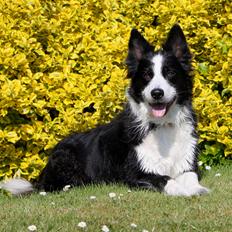 Border collie Daisy - 13 år