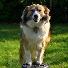 Islandsk fårehund Menja