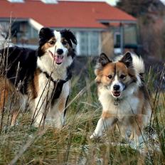 Islandsk fårehund Menja