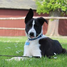 Border collie Balto