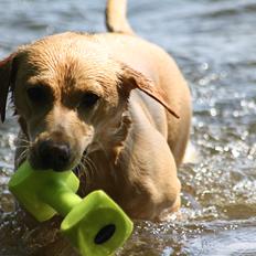 Labrador retriever Adventure Vega