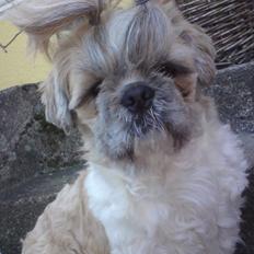 Shih tzu Toffie