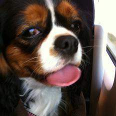 Cavalier king charles spaniel Bella