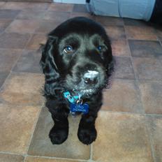 Cocker spaniel Højbjerg Euphorbiastjerne Cito
