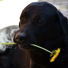 Labrador retriever Athos RIP