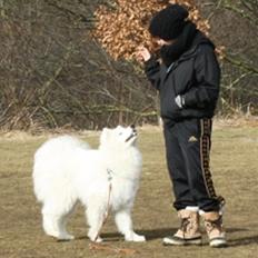 Samojedhund Snechinka's Charlie Of Chimo