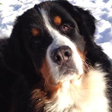 Berner sennenhund Royale Bernese Aladdin (Balder)