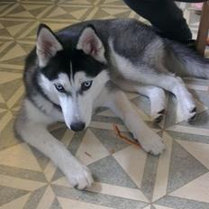 Siberian husky Nikita
