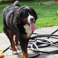 Berner sennenhund Nanna