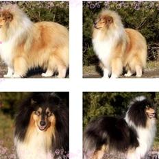 Collie langhåret Tvingsfields Dirty Diana (Belle)