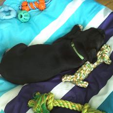 Staffordshire bull terrier Vidar