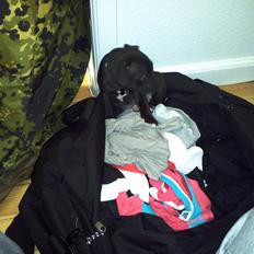 Staffordshire bull terrier Vidar