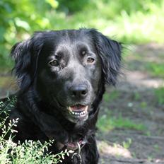 Blanding af racer Trunte