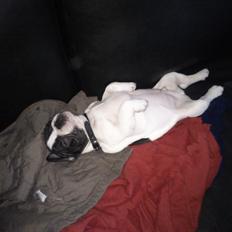 Fransk bulldog Kaiser