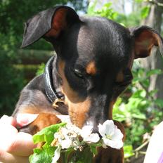 Prazsky krysarik Bølle