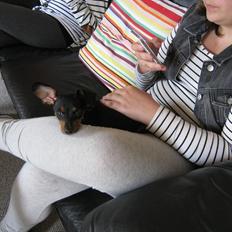 Prazsky krysarik Bølle