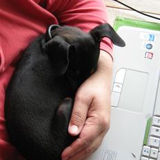 Prazsky krysarik Bølle