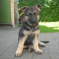 Schæferhund Nahla * solgt og savnet *