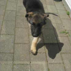 Schæferhund Nahla * solgt og savnet *