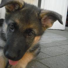 Schæferhund Nahla * solgt og savnet *