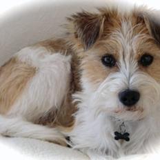 Kromfohrländer Alfrida