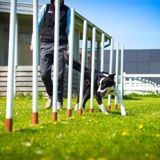 Border collie Aston (Tidl. Hund)
