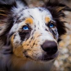 Australian shepherd Godrumgaards Healey