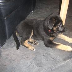 Blanding af racer Ronja