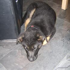 Blanding af racer Ronja