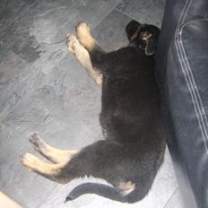 Blanding af racer Ronja