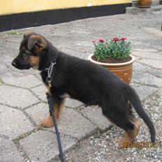 Schæferhund Normanners Aslan