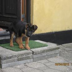 Schæferhund Normanners Aslan