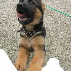 Schæferhund Normanners Aslan