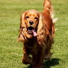 Cocker spaniel Cindy