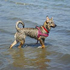 Blanding af racer Messi