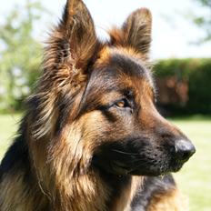 Schæferhund Medoc SOULMATE