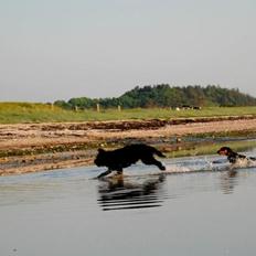 Blanding af racer <Pom Frida>