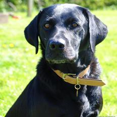 Labrador retriever  |Sally