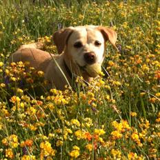 Blanding af racer puk