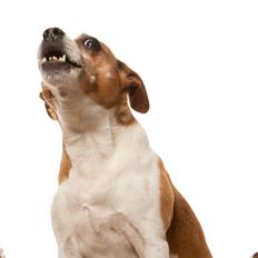 Blanding af racer Oscar 