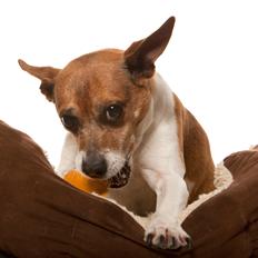 Blanding af racer Oscar 