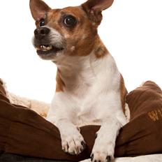 Blanding af racer Oscar 