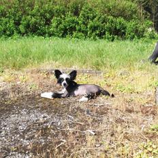 Chinese crested hårløs Ishana